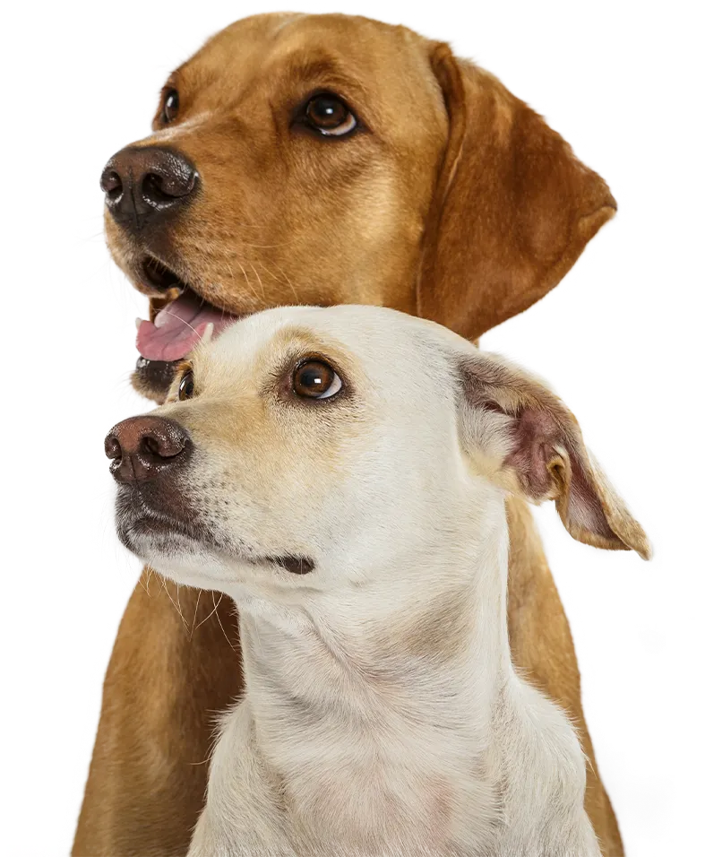 Dos perros de la comunidad LYCAN