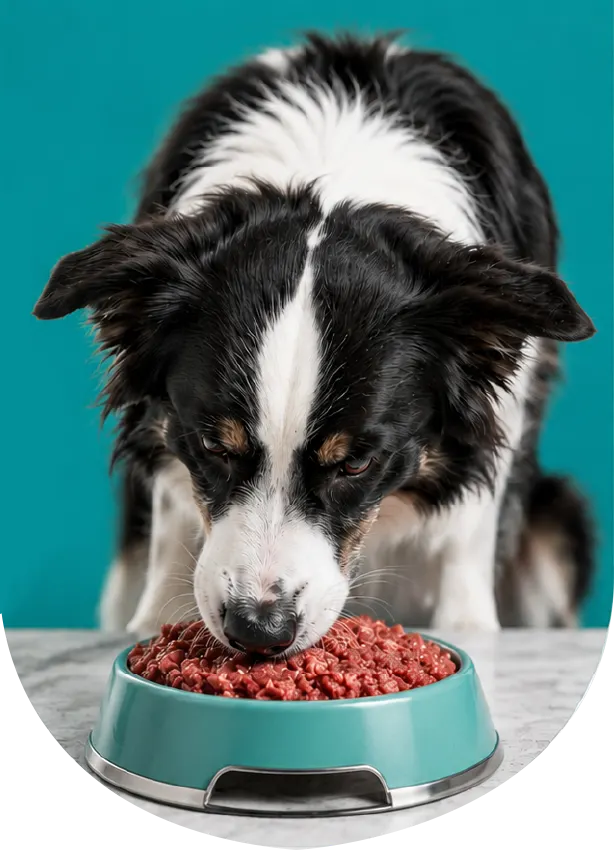 Perro disfrutando su ración LYCAN en un plato