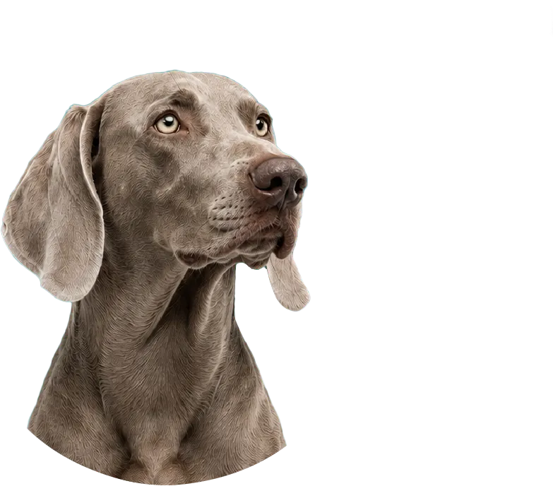 Perro LYCAN